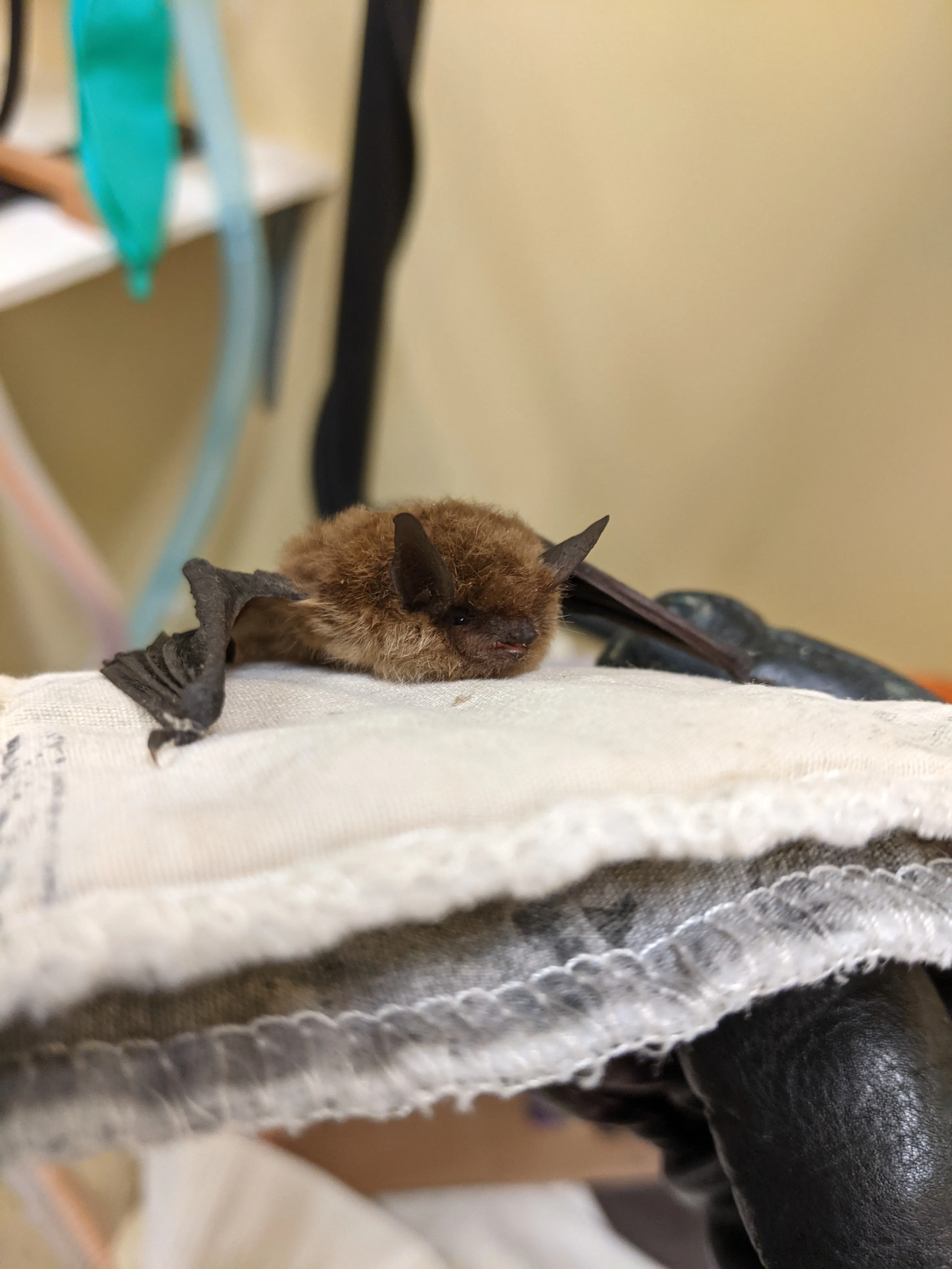 Adopt a bat | Symbolic adoptions