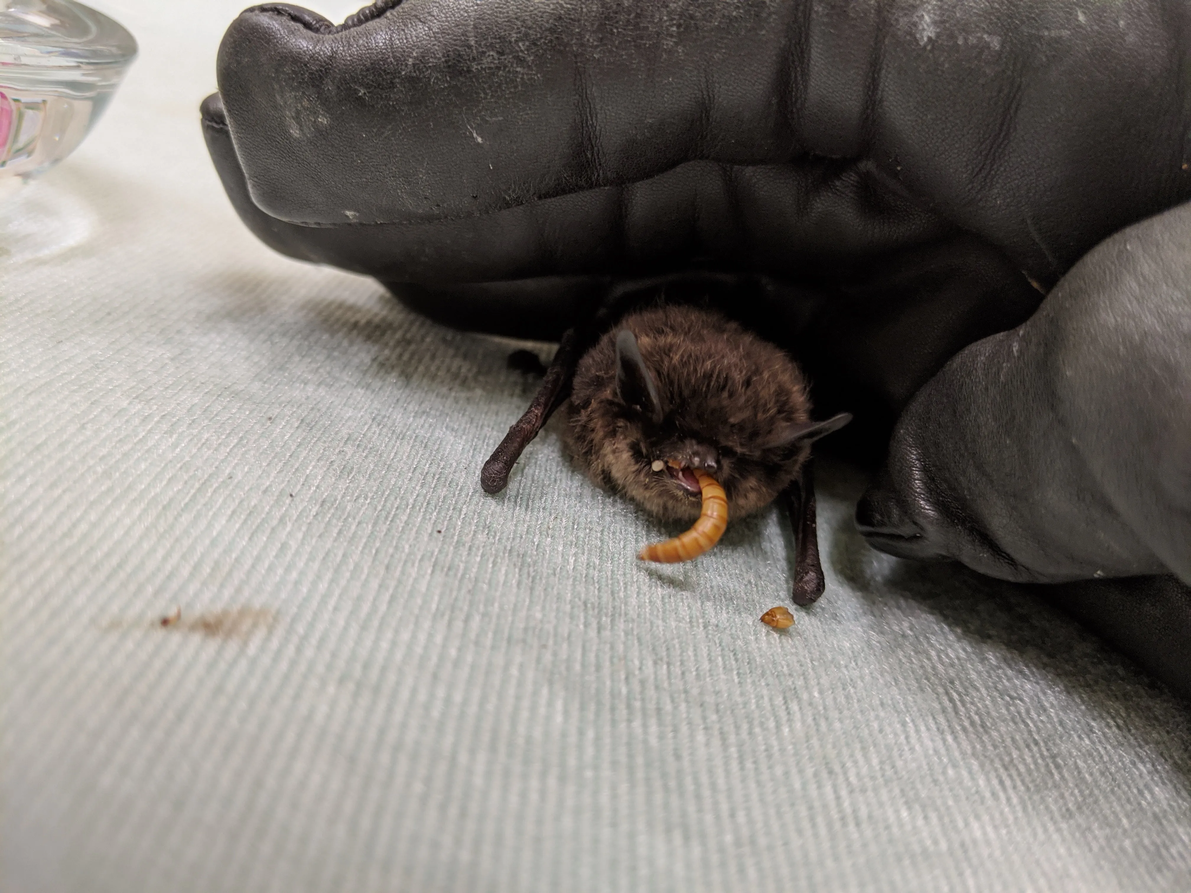 Adopt a bat | Symbolic adoptions