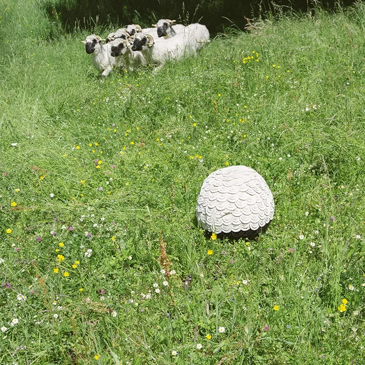 Blacknose - Sheep Stool