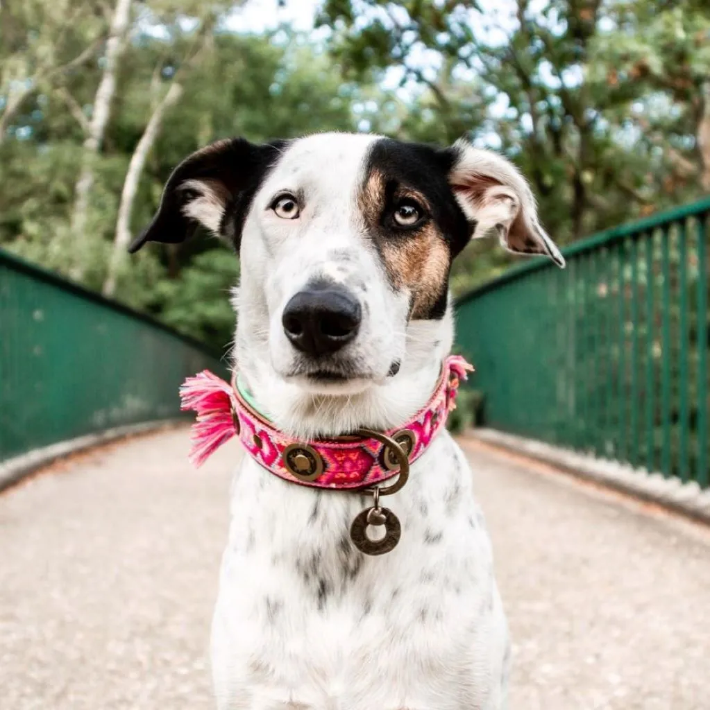 Dog with a Mission Boho Rosa Fringed Dog Collar PINK