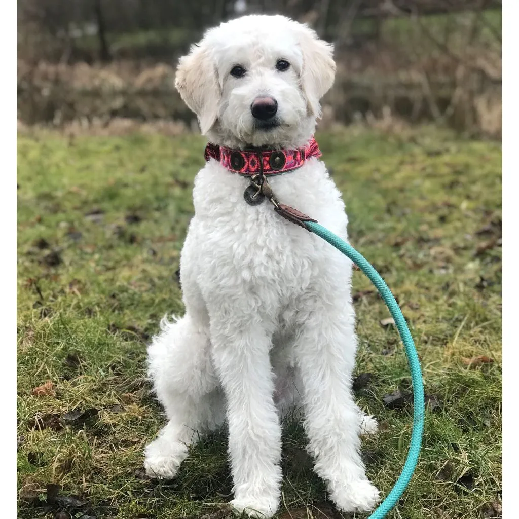 Dog with a Mission Boho Rosa Fringed Dog Collar PINK