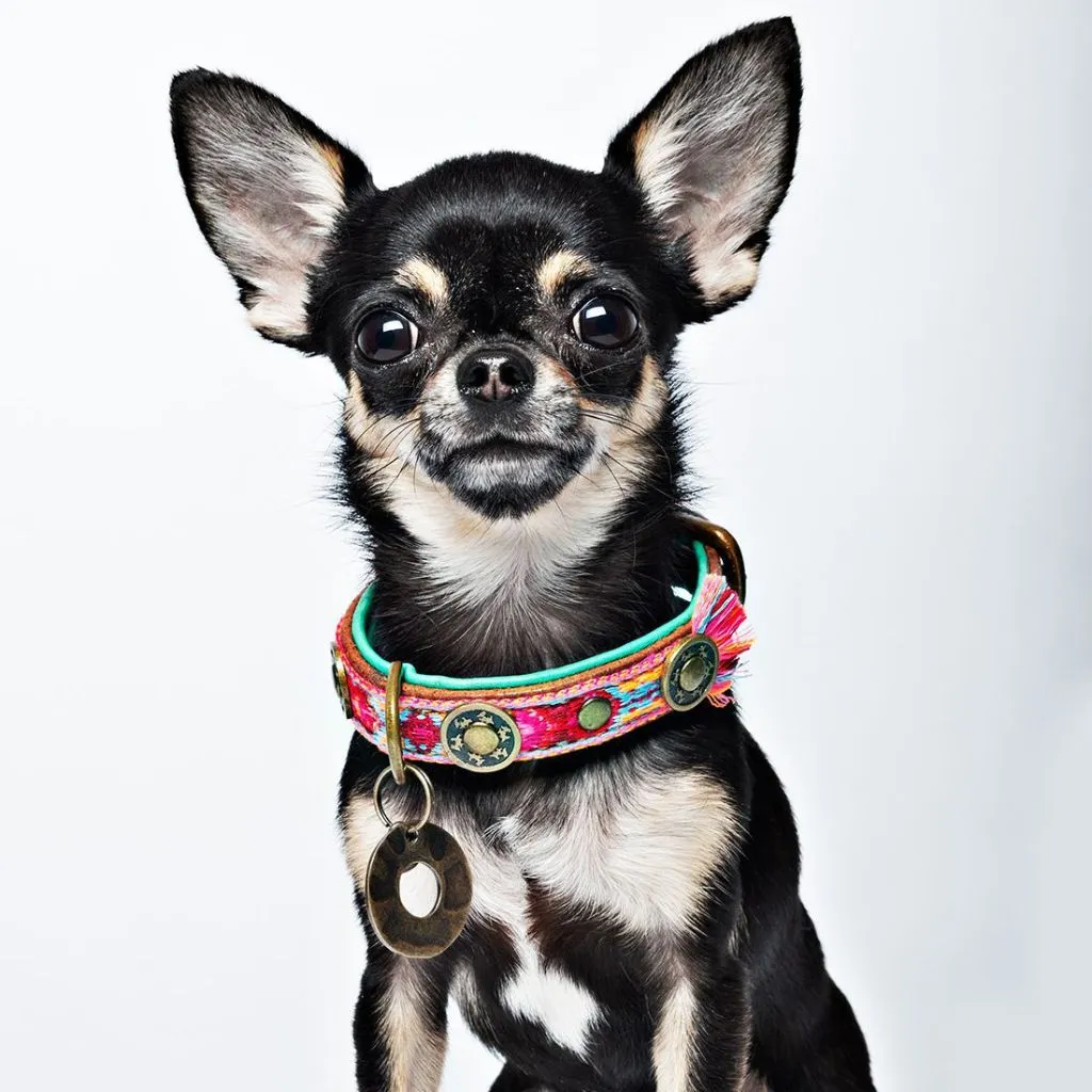 Dog with a Mission Boho Rosa Fringed Dog Collar PINK